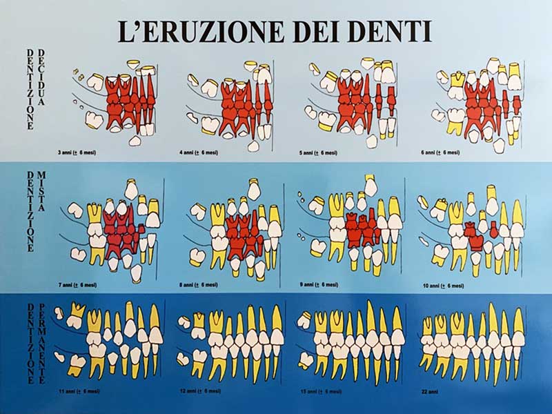 eruzione-dei-denti